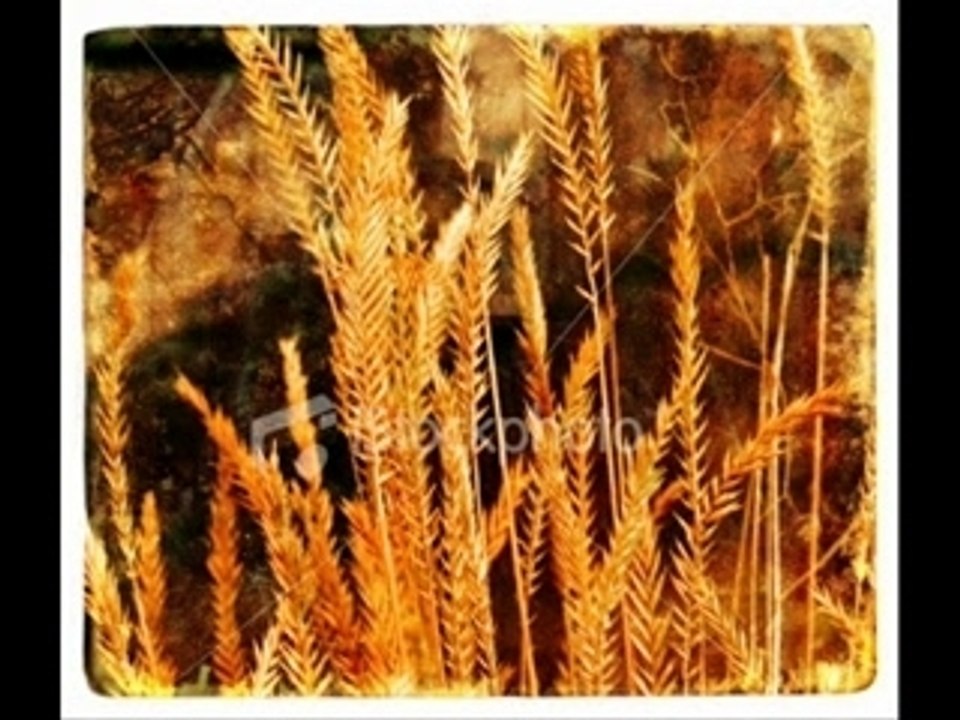 Harvest Time