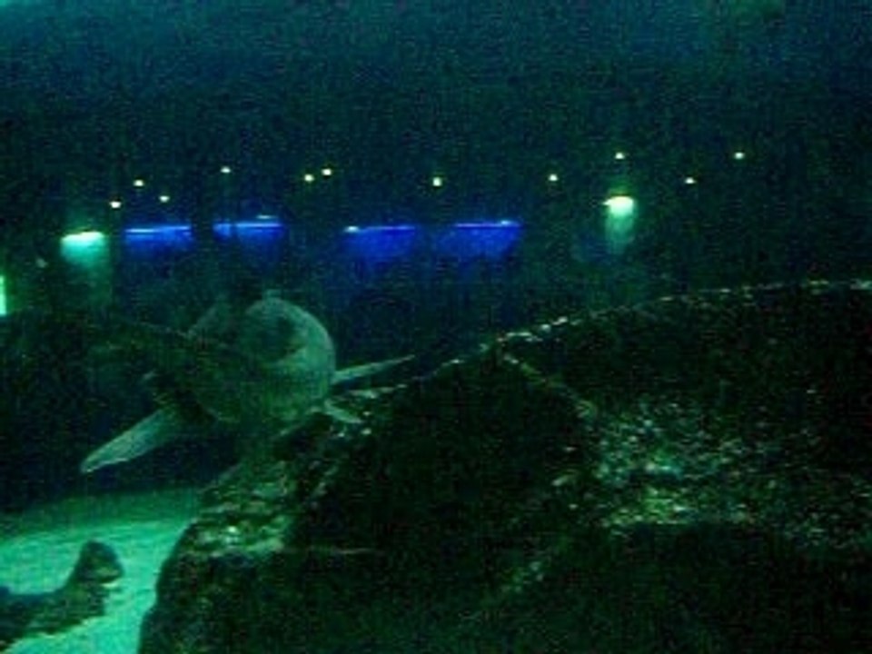 Marineland 2007