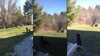 Un chien confond la Lune avec une balle