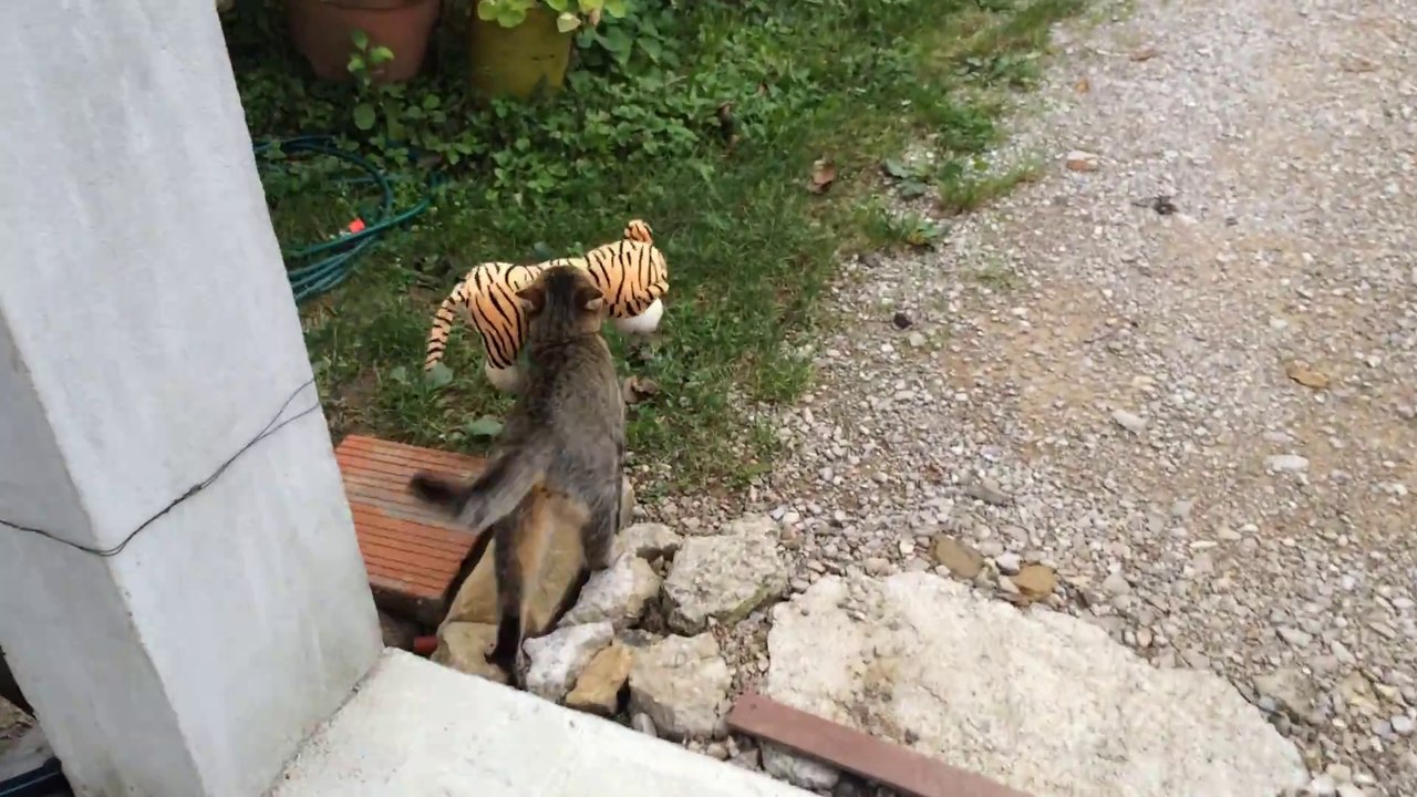Quand ton chat renvient avec la peluche des voisins... Petit voleur!
