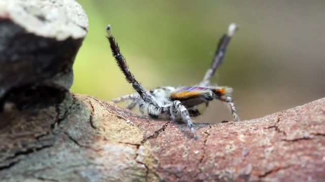 Cette araignée paon danse sur YMCA des Village people