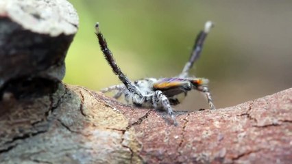 Cette araignée paon danse sur YMCA des Village people
