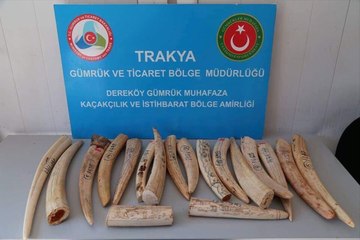 Sınır Kapısında Memurların Şüphelenip Arama Yaptığı Araçtan 18 Fildişi Çıktı