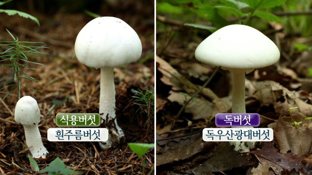전문가도 헷갈려요 독버섯·독초 주의 / YTN