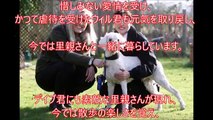 【衝撃　感動】まるで古びたモップと化した犬たち.ガチガチに固まった被毛を除去してすると.