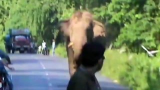 Heart Attack!! Wild animals attack car, Zoo animals attack people in cars compilation New