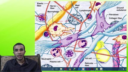 3-connective tissue proper (c)