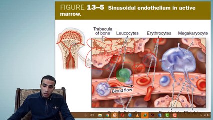 5- Haemopoiesis (Developing Of Blood Cells -RBCs, WBCs, Platelets- )