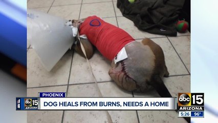 Dog who suffered severe chemical burns needs home