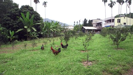 Le dur combat de Taïwan contre l'addiction à la noix de bétel