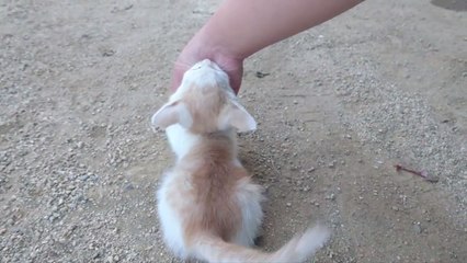 みーも忙しいの‼︎ 5 - Cats are busy -