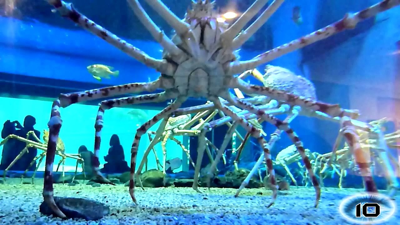 15 Biggest Animals in the World