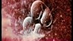 Celulas madre embrionarias: Fabricando ovulos y espermatozoides (Renee Riejo)