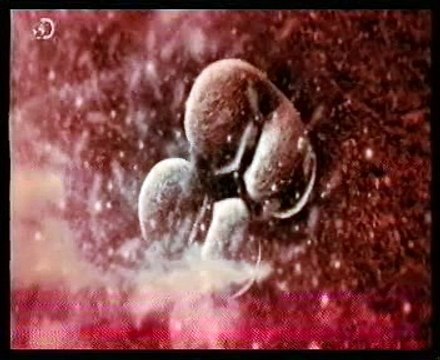 Celulas madre embrionarias: Fabricando ovulos y espermatozoides (Renee Riejo)