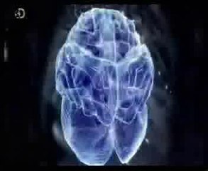 Cerebro motor: Procesos automaticos