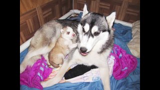Sick 2 Week Old Husky Pup Goes To The Vet & Outcome/ Diagnosis (SCARED)