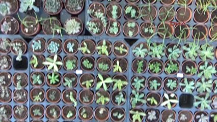 Balıkesir Ev ve İşyerlerinde Kaktüs Bulundurma Önerisi