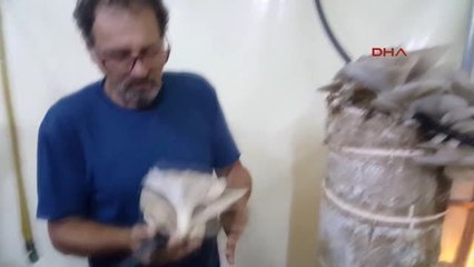 Muğla Kütük Mantarı Hem Üreticiye Hem Tüketiciye Kazandırıyor