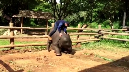 Assistez au dressage d'un bébé éléphant... Pas toujours facile