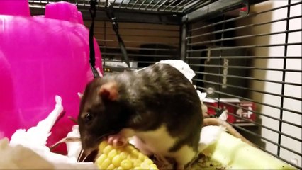 Qui a dit que les rats etaient sales... Celui-ci s'essuie la bouche après avoir mangé