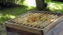 Keeping Honey Bees - The Honey Harvest 1 - Setting up The Hive