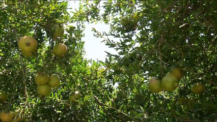 هذا الصباح- في سلطنة عمان.. مذاق فريد لحبات الرمان