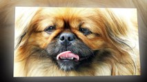 Pekingese dogs - What a pity if you have not this beautiful dog at home !