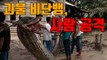[자막뉴스] 7.8ｍ 괴물 비단뱀, 사람 공격 / YTN