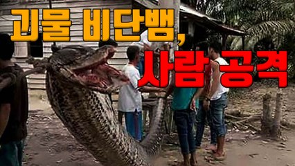 [자막뉴스] 7.8ｍ 괴물 비단뱀, 사람 공격 / YTN