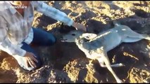 Man performs mouth-to-mouth resuscitation on unconscious deer