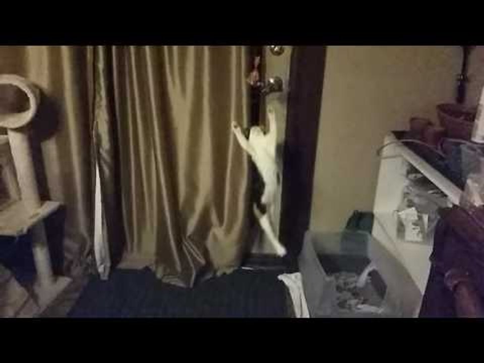 Jumping Kitten Suffers Unfortunate Landing