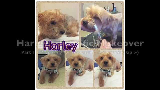 Grooming an Aggressive Yorkie (Yorkshire Terrier): Part 1