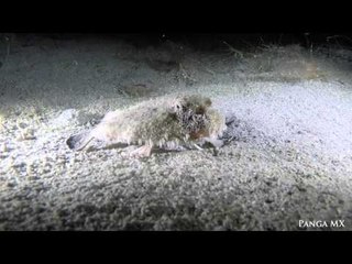 Divers Catch Rare Sighting of Short-Nosed Batfish