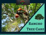 Get Tree Trimming and Removal Services in Rancho Cucamonga