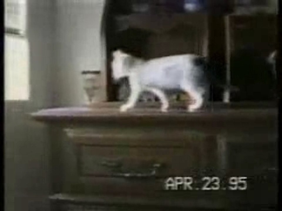 Chats du peuple ! à regarder !