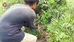 Amazing Two Boys Catch Big Water Snake In My Village - Catch Big Water Snake With Hand