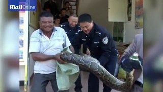 Indonesian Man Wins Fight To The Death With Giant Python