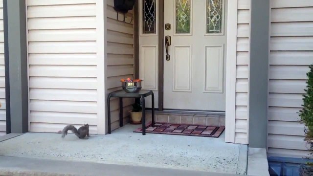 Voleur de bonbons d'Halloween... un écureuil !