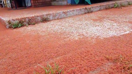 Invasion de millions de mini crabes sur cette île en Australie !
