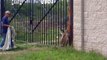 2 héros libèrent un cerf pris au piège dans une clôture en métal !