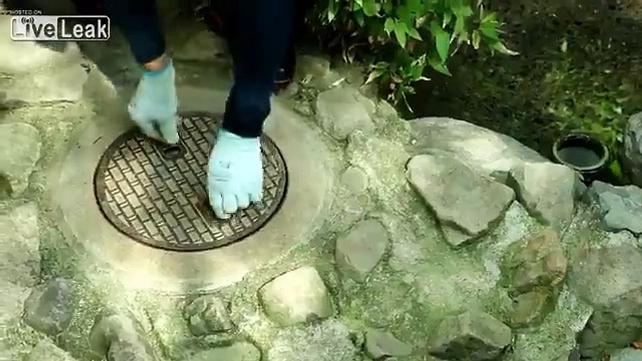 Ce raton laveur se cache dans les égouts.. et referme la plaque !