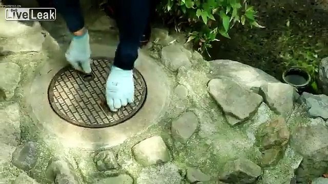 Ce raton laveur se cache dans les égouts.. et referme la plaque !