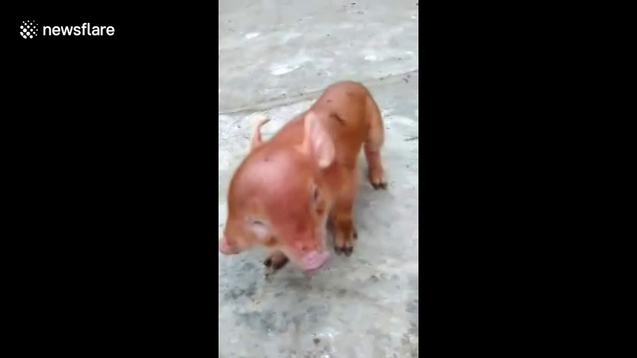 Pig born with two heads in southern China