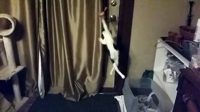 Douloureux atterrissage pour ce chaton... entre les pattes arrières !