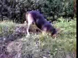 Chouchou cherche la taupe