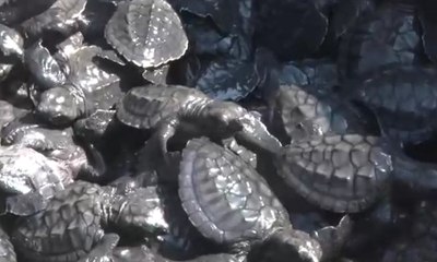 Tukik Dilepasliarkan Mengampanye Kelestarian Lingkungan