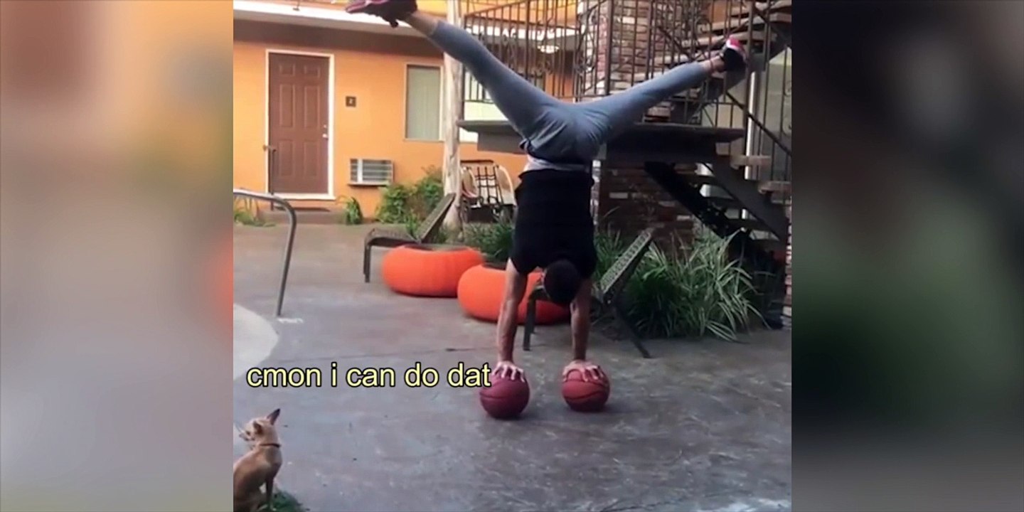 Ce chihuahua est un vrai chien de cirque !