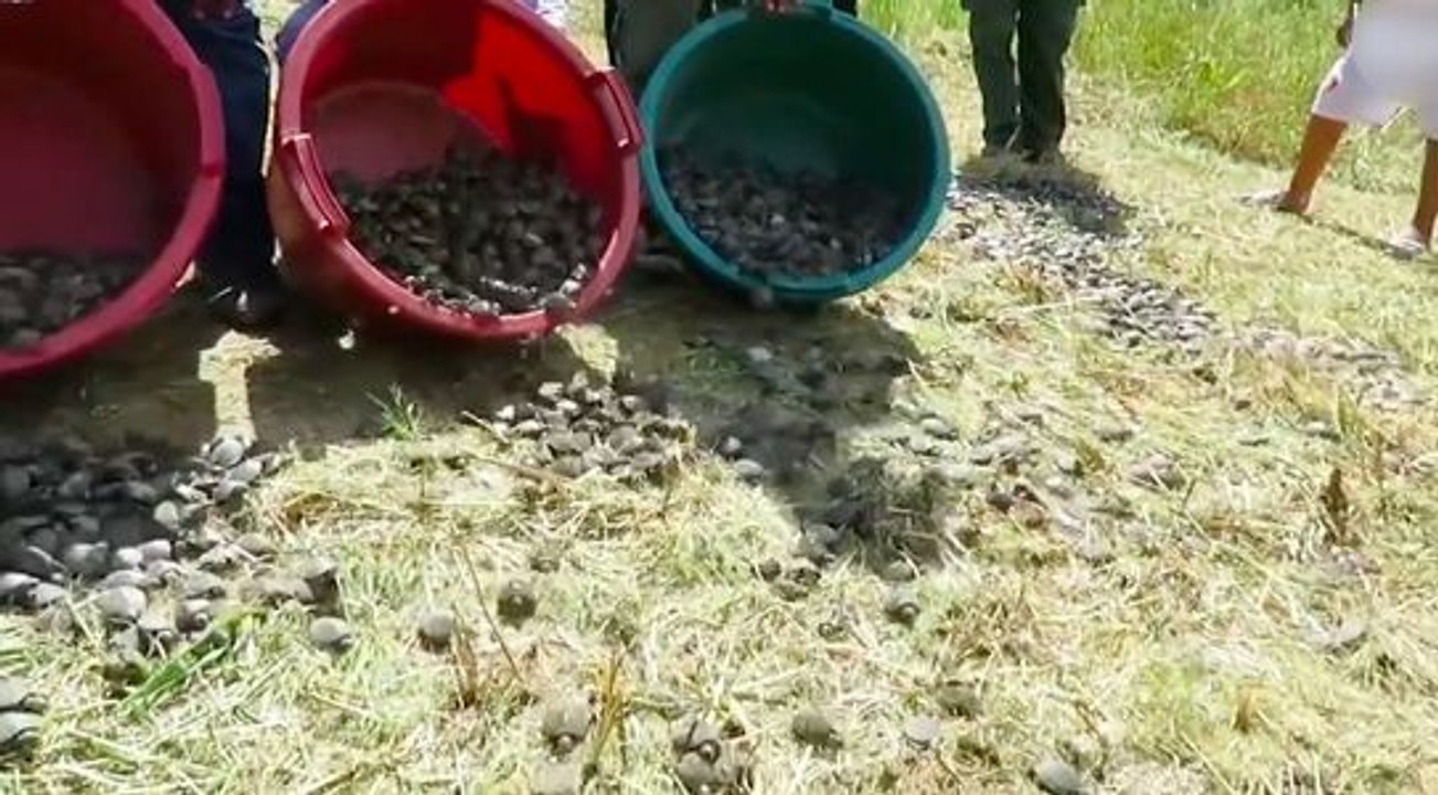 Des milliers de bébés tortues relâchées dans la nature !