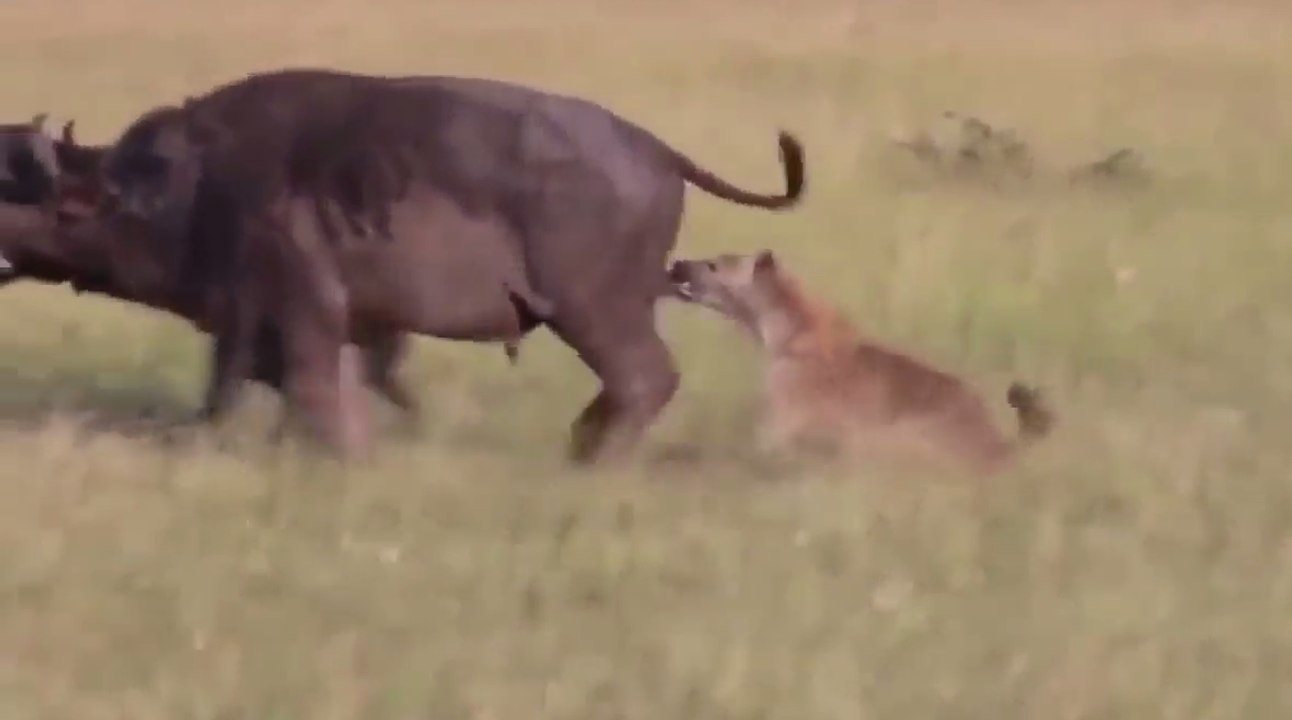Eaten alive. Hunting Hyenas vs Buffalo video -