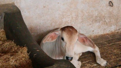 -एैसी कोई बीमारी नहीं है जो गोमूत्र से ठीक ना होती हो जानें-health benefits of cow products